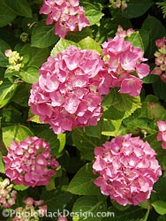 Hortensie