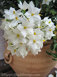 sommerjasmin