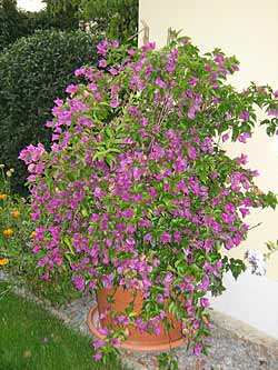 Bougainvillea