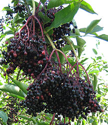 Sambucus-nigra