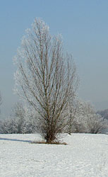 schneedecke