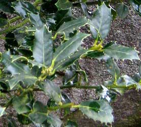 ilex2