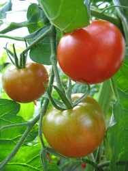 tomate2