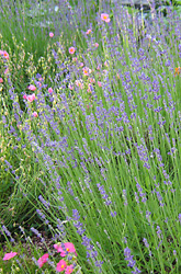 Lavendula Hidcote Blue