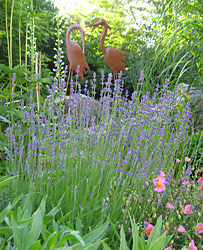 Lavendula Hidcote Blue