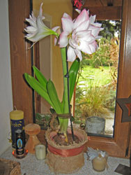 Amaryllis