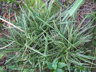 Carex-Variegata - die Gartensegge