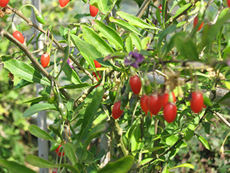 Goji-Beeren-am-Strauch