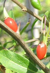 Goji-Beeren-am-Strauch2