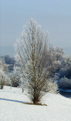 Wintergruß