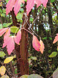 acer-griseum