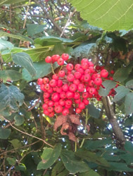 vogelbeeren