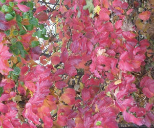 Acer griseum im Herbstlaub