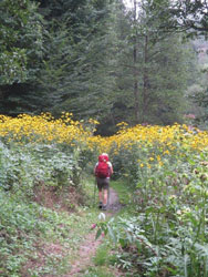 Schlitzblättriger Sonnenhut