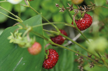 Walderdbeeren